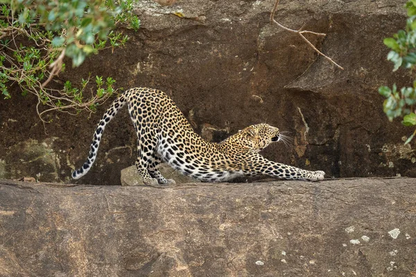 Leopard Εκτείνεται Πίσω Στο Περβάζι Μεταξύ Θάμνων — Φωτογραφία Αρχείου