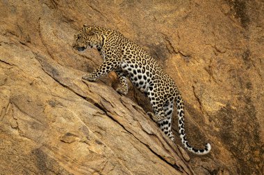 Leopar dik kayalıklara doğru yürür ve önüne bakar.