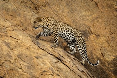 Leopar dik kayalık yüzlü bir pençe kaldırıyor.