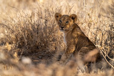 Aslan yavrusu çimenlerde oturur ve kamerayı seyreder.