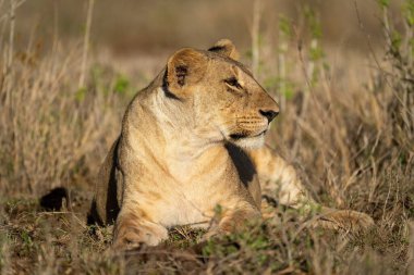Aslan başı dönen yapraklı bitkilerin arasında yatıyor.