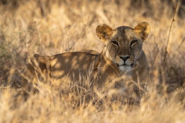 Dişi aslan, benekli güneş ışığında çimenlerde yatıyor.