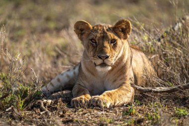 Dişi aslan çimenlerde yatar ve kameraya bakar.