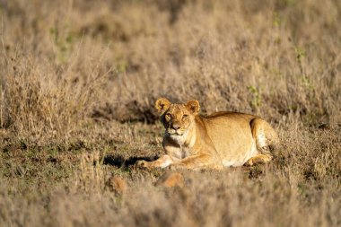 Dişi aslan sıcak ışıkta fenerlerle yatar.