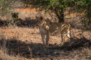 Dişi aslan dikenli çalıların gölgesinde dikiliyor.