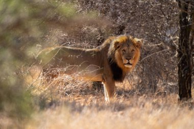 Erkek aslan çalılıklarda kederli duruyor.