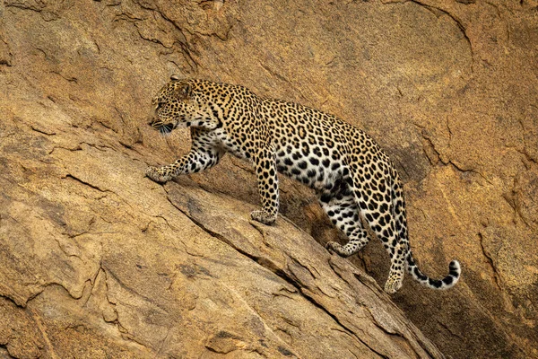 Leopardo Camminando Ripida Zampa Sollevamento Faccia Roccia — Foto Stock
