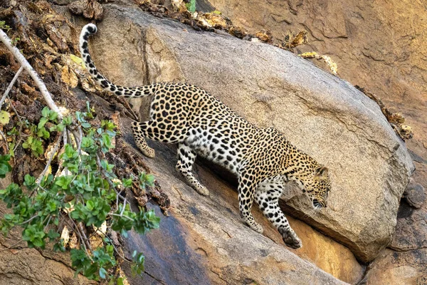 Leopardo Camina Por Empinada Pata Levantadora Rocas — Foto de Stock
