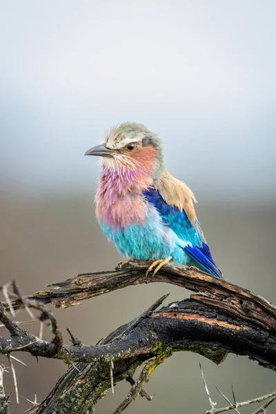 Lilac Breasted Roller Thorny Branch Catchlight — Stockfoto