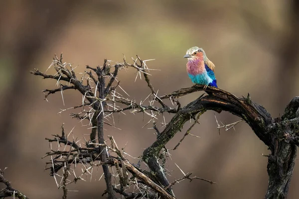 Lilac Breasted Roller Thornbush Branch Watching Camera — Stock fotografie