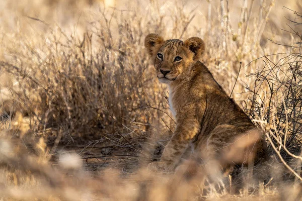 Löwenjunges Sitzt Gras Und Beobachtet Kamera — Stockfoto