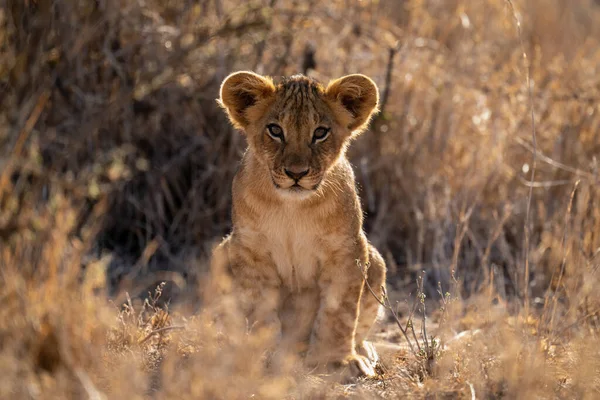 Lion Cub Κάθεται Eyeing Κάμερα Backlighting — Φωτογραφία Αρχείου