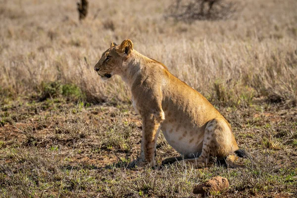 Löwenjunges Sitzt Bei Sonnenschein Profil — Stockfoto