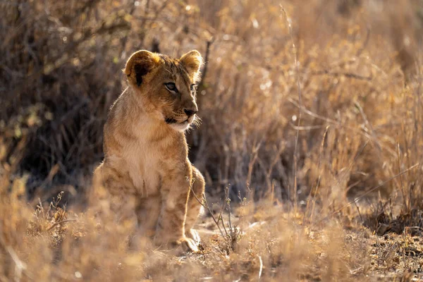 Löwenjunges Sitzt Zwischen Büschen Und Dreht Kopf — Stockfoto