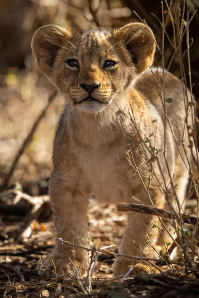狮子幼崽站在灌木丛中抬起头来 — 图库照片