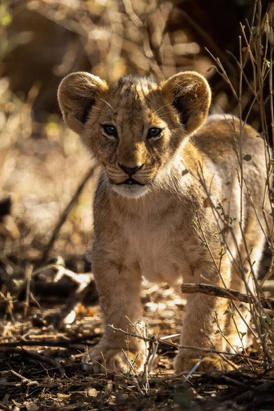 Löwenjunges Steht Vor Kamera Zwischen Büschen — Stockfoto