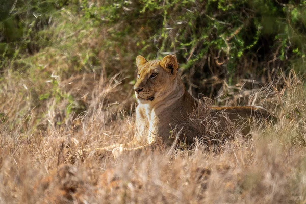 Lioness Lies Bushes Long Grass — Stock Photo, Image