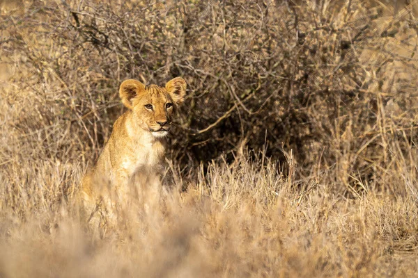 Lví Mládě Sedí Blízko Keře Reflektory — Stock fotografie