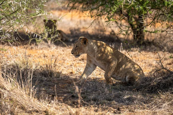 Lioness Lies Shade Thornbush — Stock Photo, Image
