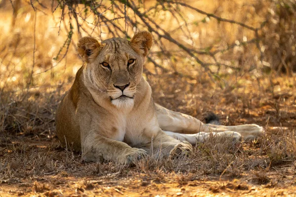 Lioness Lies Shade Looking Camera — Stock Photo, Image
