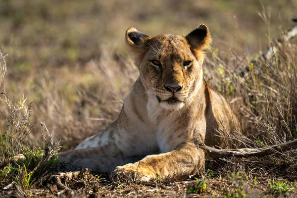 女狮像躺在阳光照射下的草地监视摄像头里 — 图库照片