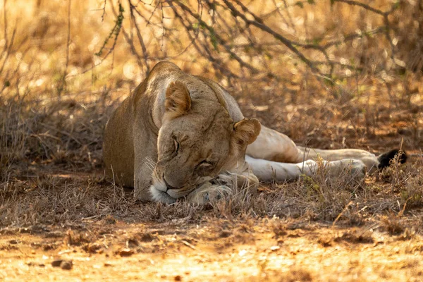 Lioness Lies Shady Tree Fast Asleep — Stock Photo, Image
