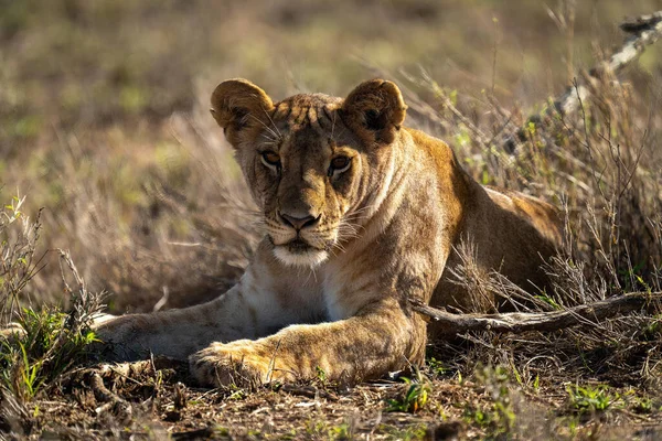 狮子躺在草地上盯着相机 — 图库照片