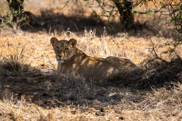 Lioness Lying Shade Thornbush — Stock Photo, Image