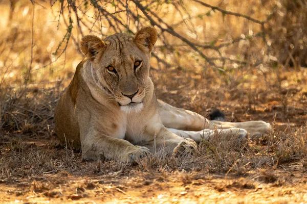Lioness Lies Tree Looking Camera — Stock Photo, Image