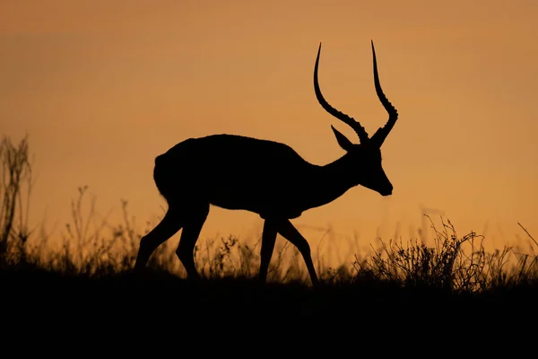 Männliche Impala Wandelt Silhouette Horizont — Stockfoto
