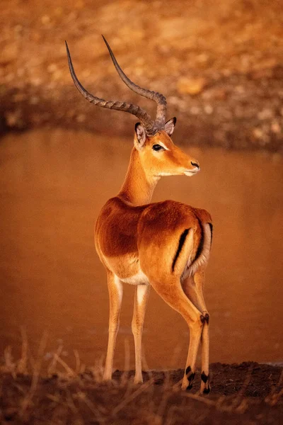 Masculino Comum Impala Fica Olhando Sobre Ombro — Fotografia de Stock