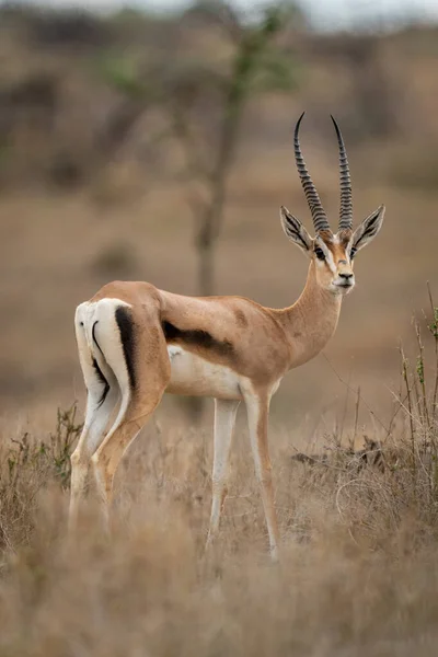 Masculino Grant Gazelle Stands Transformando Para Câmera — Fotografia de Stock