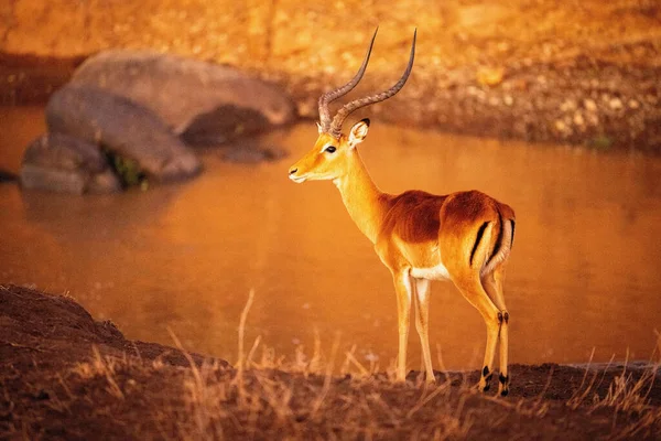 Macho Comum Impala Fica Margem Rio Olhando — Fotografia de Stock