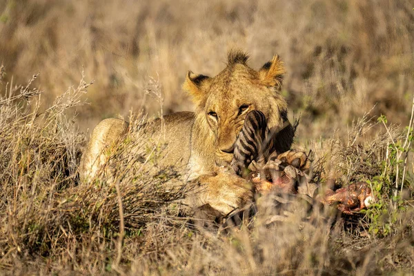 Mannelijke Leeuw Ligt Eten Doden Zon — Stockfoto
