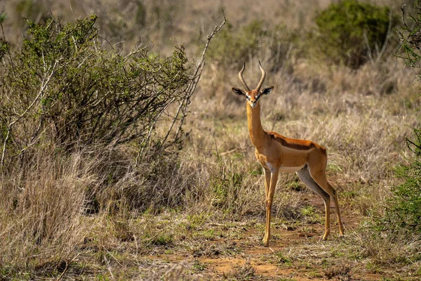 Man Gerenuk Står Vid Bush Titta Kamera — Stockfoto