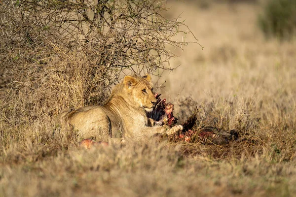 Man Lejon Ligger Med Döda Busken — Stockfoto