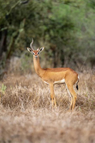 Male Gerenuk Horn Missing Stands Staring — Stock Photo, Image