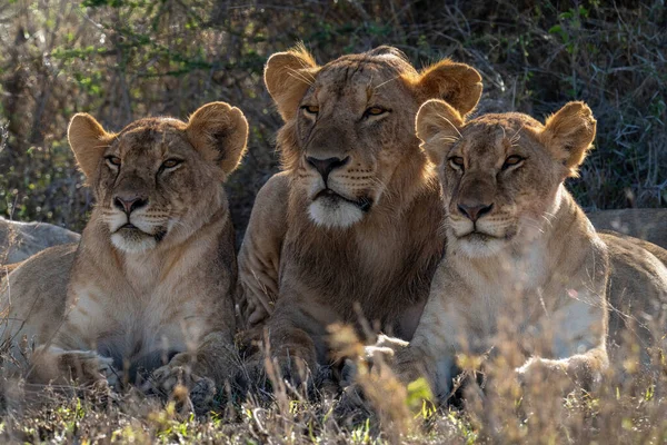 Männlicher Löwe Starrt Zwischen Zwei Weibchen — Stockfoto