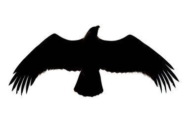 Tawny kartal sinekleri parlak gökyüzüne karşı siluet