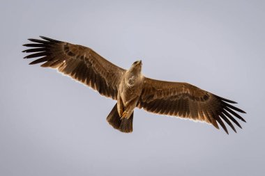Tawny kartal gökyüzünde süzülür kanatlarını açar
