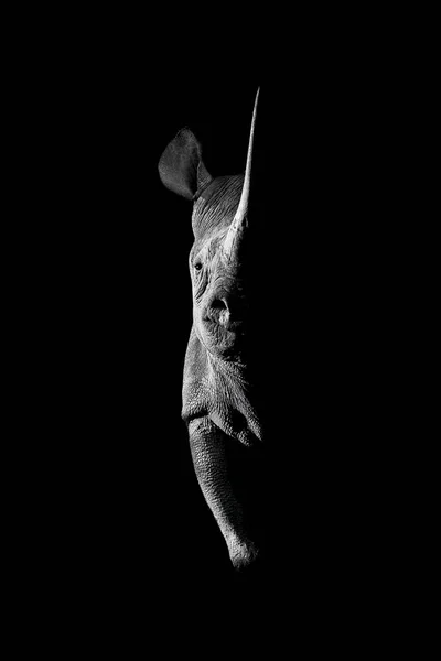 Mono Rinoceronte Negro Lado Iluminado Mirando Hacia Cámara —  Fotos de Stock