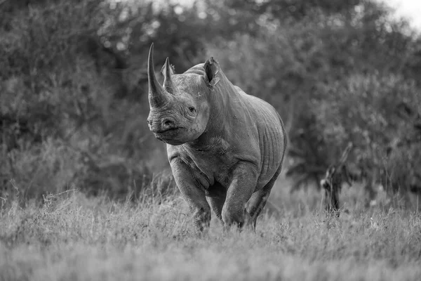 Mono Black Rhino Eyeing Camera Clearing — Stock Photo, Image
