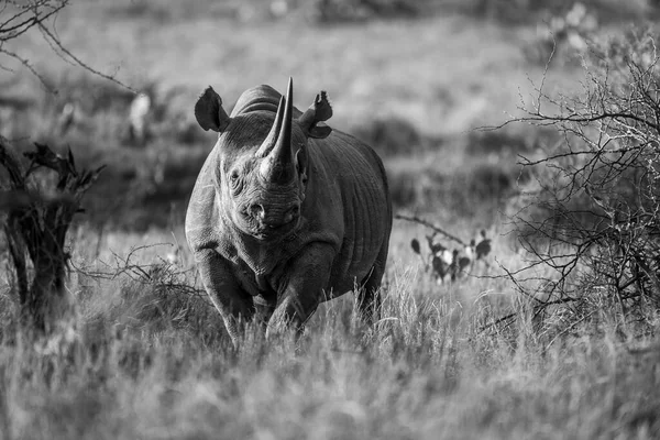Mono Rinoceronte Negro Entre Arbustos Frente Cámara —  Fotos de Stock