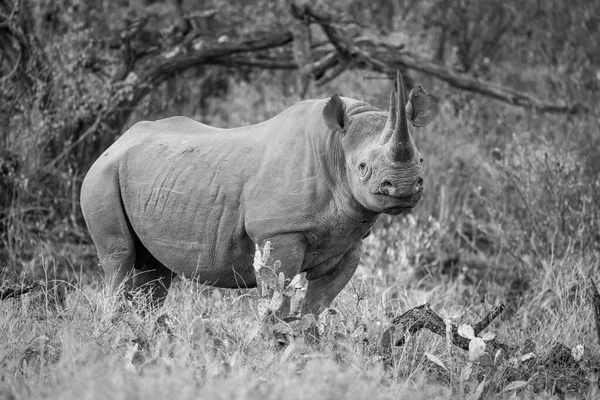 Моно Чёрный Носорог Камерой Кактусом — стоковое фото