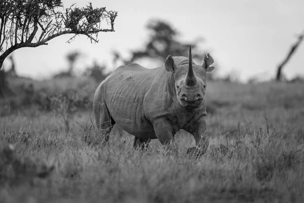 Моно Чёрный Носорог Над Камерой Наблюдения Травой — стоковое фото