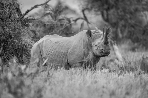 Mono Rinoceronte Negro Cámara Ojo Hierba —  Fotos de Stock