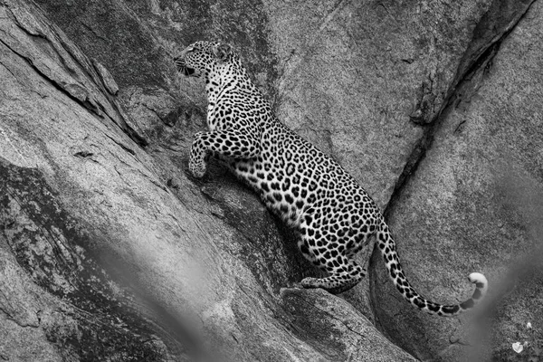 Моно Леопард Прыгает Крутой Скале — стоковое фото