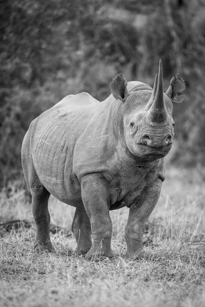 Моно Чёрный Носорог Траве — стоковое фото
