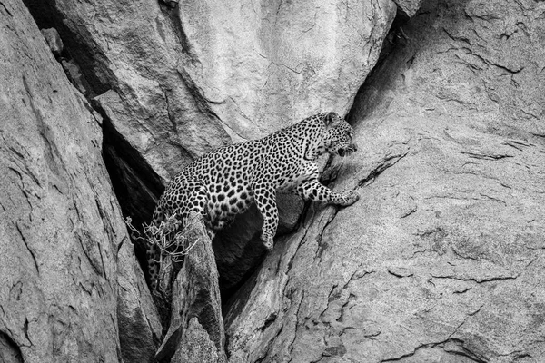 Моно Леопард Оставляет Пещеру Взбирается Скалы — стоковое фото
