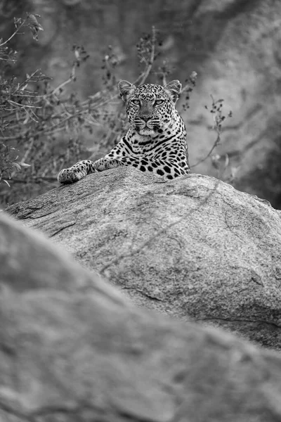 Mono Λεοπάρδαλη Βρίσκεται Στο Βράχο Βλέποντας Κάμερα — Φωτογραφία Αρχείου